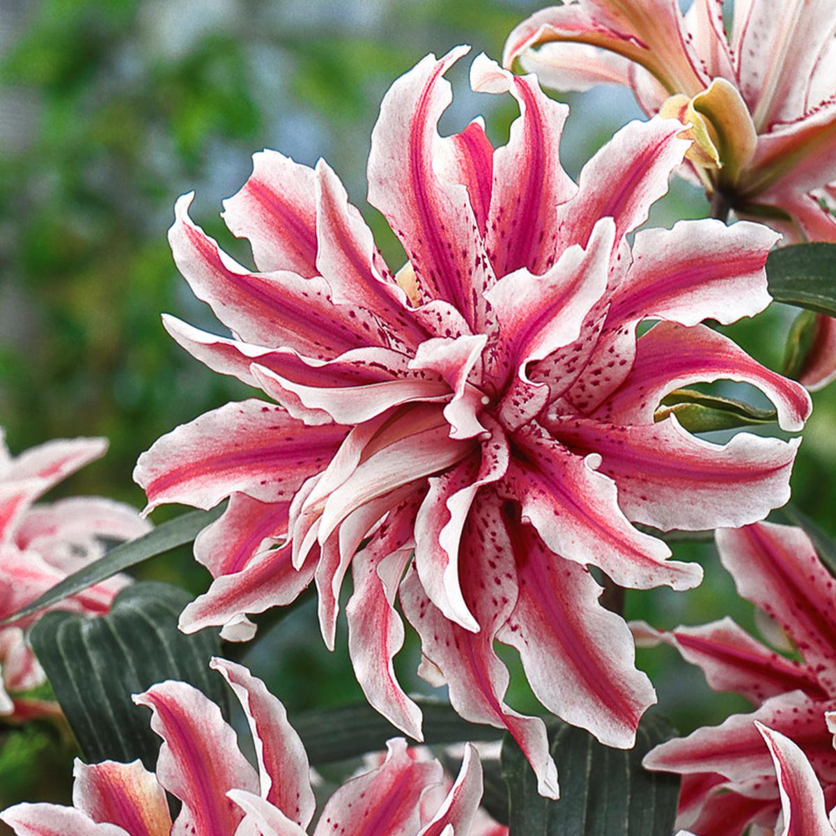 VanZyverden Fragrant Lily Garden Set of 21 Bulbs - 9930964 | HSN VanZyverden Fragrant Lily Garden Set of 21 Bulbs - 9930964 | HSN