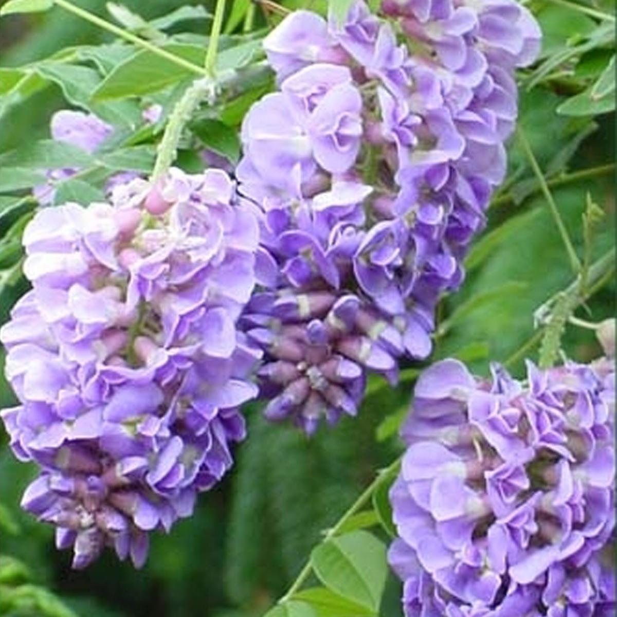 Wisteria Amethyst Falls