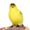 Goldfinch