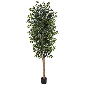 8 Ft. Ficus Silk Tree
