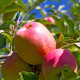 Apple Tree Fuji 1 Root Stock
