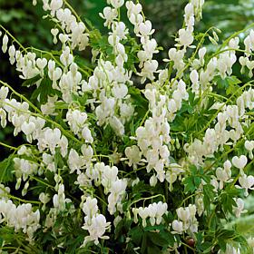 Bleeding Hearts Alba Set of 1 Roots