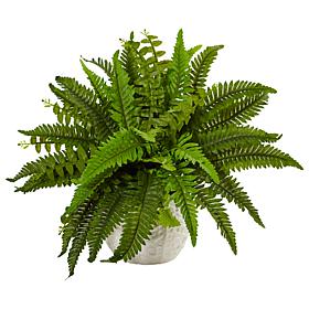  Boston Fern in White Planter