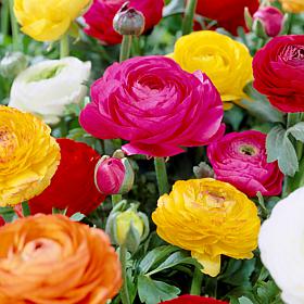Butter Cups Ranunculus Double Blooming Mixed Set of 25