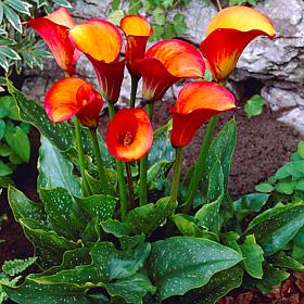 Callas Flame Set of 5 Bulbs