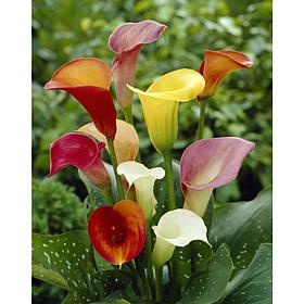 Callas Mixed Colors Set of 8 Bulbs