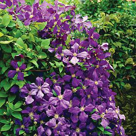 Clematis Jackmanii Set of 1 Plant