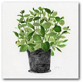 Courtside Market Basil 16x16 Canvas Wall Art