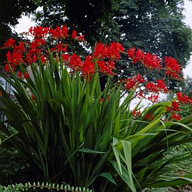 Crocosmia Giant Lucifer - 12 Mammoth Bulbs