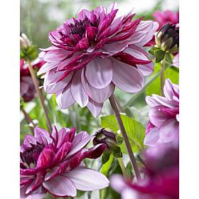 Dahlias Crème de Cassis Set of 5 Bulbs