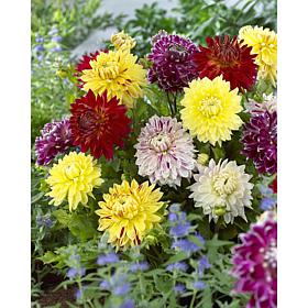 Dahlias Giant Blooming Dinnerplate Mixed Set of 7 Bulbs