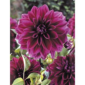 Dahlias Thomas Edison Set of 5 Bulbs