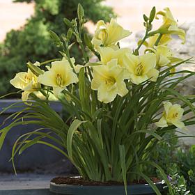 Daylilies Fragrant Returns Set of 3 Roots
