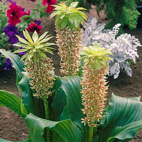 Eucomis BiColor Set of 5 Bulbs