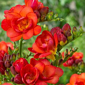 Freesias Double Blooming Red - 25 Bulbs