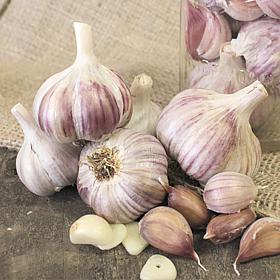 Garlic Rocambole German Red - Set of 3 Cloves