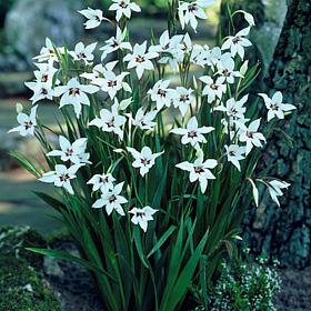 Gladiolus Acidanthera Set of 25 Bulbs