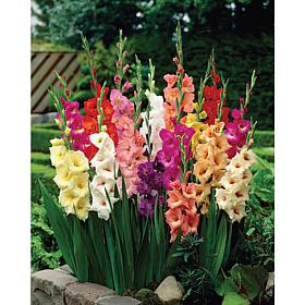 Gladiolus Large Flowering Rainbow Mixed Set of 25 Bulbs