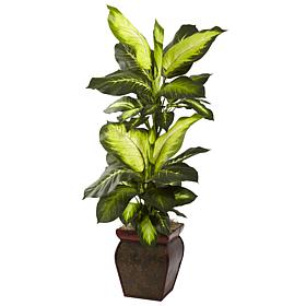 Golden Dieffenbachia with Decorative Planter