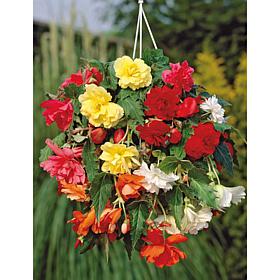 Hanging Basket Begonias Mixed Colors Set of 5 Bulbs