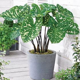 Hilo Beauty Elephant Ears  - 1 Bulb