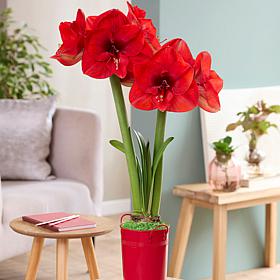 Holiday Bloom Amaryllis Kit