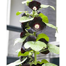 Hollyhocks Nigra Set of 5 Roots