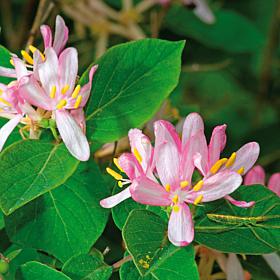 Honeysuckle Pink Set of 1 Root Stock