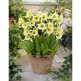 Ismene Sulphur Queen Set of 5 Bulbs
