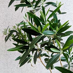 Leaf & Petal Wilson Indoor Olive Plant