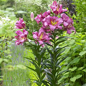 Lilies Mammoth Tall Lilies Purple Ladies Set of 7 Bulbs