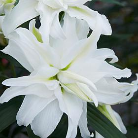 Lilies My Wedding Set of 7 Bulbs