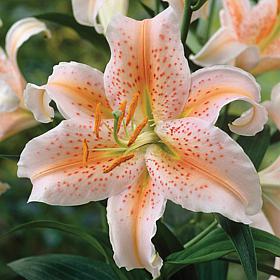 Lilies Oriental Salmon Star Set of 7 Bulbs