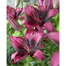 Lilies Purple Eye Set of 7 Bulbs