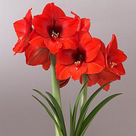 Mega Amaryllis Bulb Orange Souvereign Set of 1 Bulb