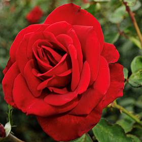 "Olympiad" Rose Root Stock 