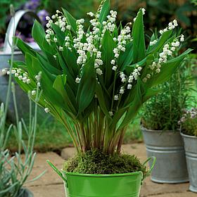 Patio Lily Of The Valley with Green Metal Planter and Growers Pot