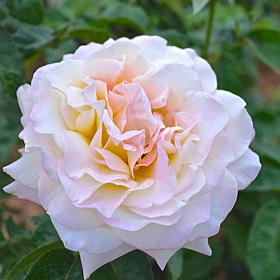 "Peace" Rose Root Stock