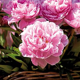 Peonies Sarah Bernhardt Set of 6 Roots