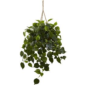 Philodendron Hanging Basket 