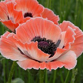 Poppies Carnival Set of 3 Roots