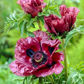 Poppies Patty's Plum Set of 3 Roots
