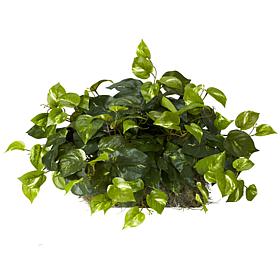 Pothos Set on Foam Sheet Silk Plant