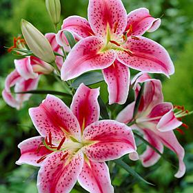 Premium Oriental Stargazer Lilies - Set of 7 Giant Mammoth Bulbs
