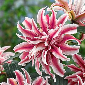 Rose Lilies Magic Star Set of 7 Bulbs