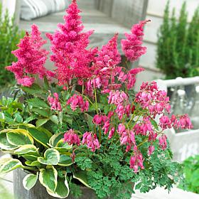 Shade Perennial Patio Container Collection - Set of 3 Roots