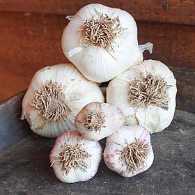 Van Zyverden 3 Cloves of Elephant Garlic