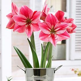 Van Zyverden Amaryllis Gervase Kit With Artisan Decorative Planter