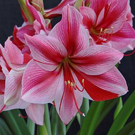 Van Zyverden Amaryllis Gervase, Set of 1 Bulb