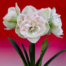 Van Zyverden Amaryllis Nymph, Set of 1 Bulb